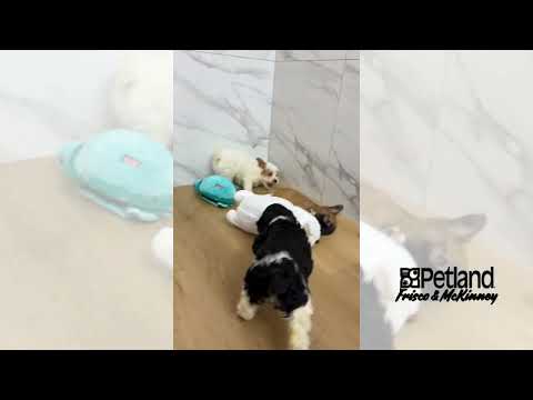 Cavapoo F1B - 40078 video preview