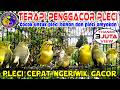 Terapi PENGGACOR Pleci Paling Ampuh Agar Pleci Buka Paruh Terapi Pleci Koloni Terbaru