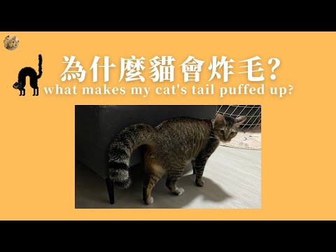 [MEOWWW] TIPS: What makes my cat's tail puffed up?