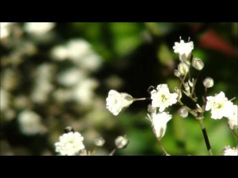 Secret Library  Daguerreo - Nobuo Uematsu