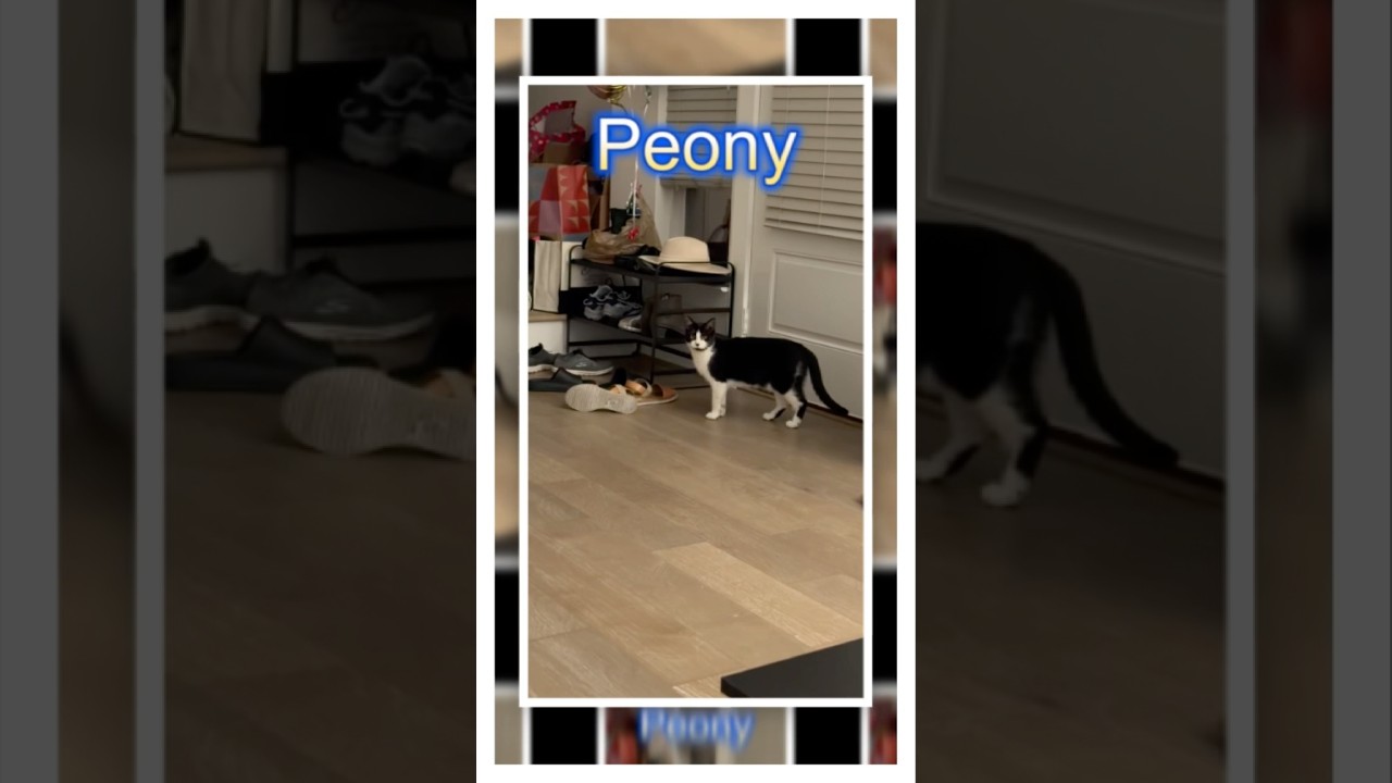 Peony, a Adoptable Domestic Short Hair in Bellingham, WA video 6/6