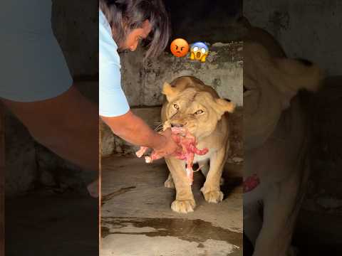Hungry lions #angrytiger #wildliferescue #liontiger #wildlifeentertainment #wildcats #bigcat 😱