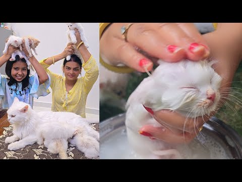 cats  nahate time kese  swimming karne  lagi #vlog 3 #catlover #trending