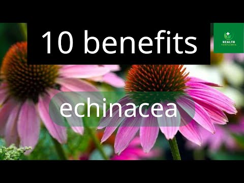 10 benefits of echinacea | echinacea | Health Templewas