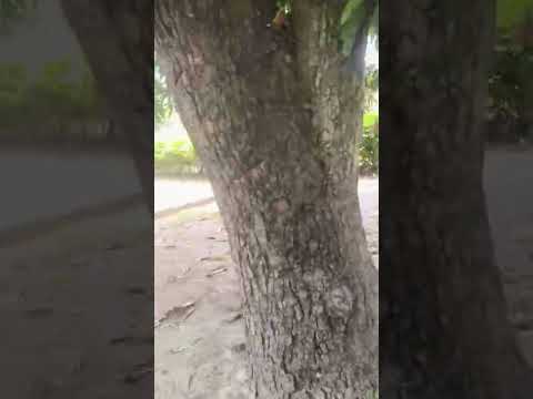 Departamento de Magdalena zona bananera de Colombia 🇨🇴 🇨🇴