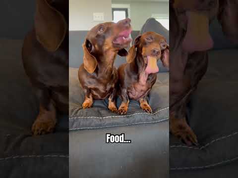 It’s Taco Tuesday! #minidachshund #puppy #dacshund #cutedog #cutepuppies #tacos #cute #funny #memes