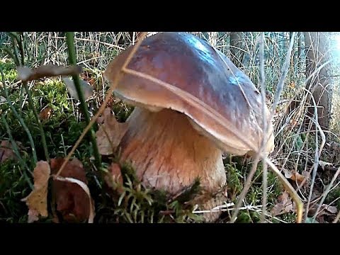 Найкращі фотографії Білих Грибів Сезону 2019\Best Photos of the Mushrooms Season 2019