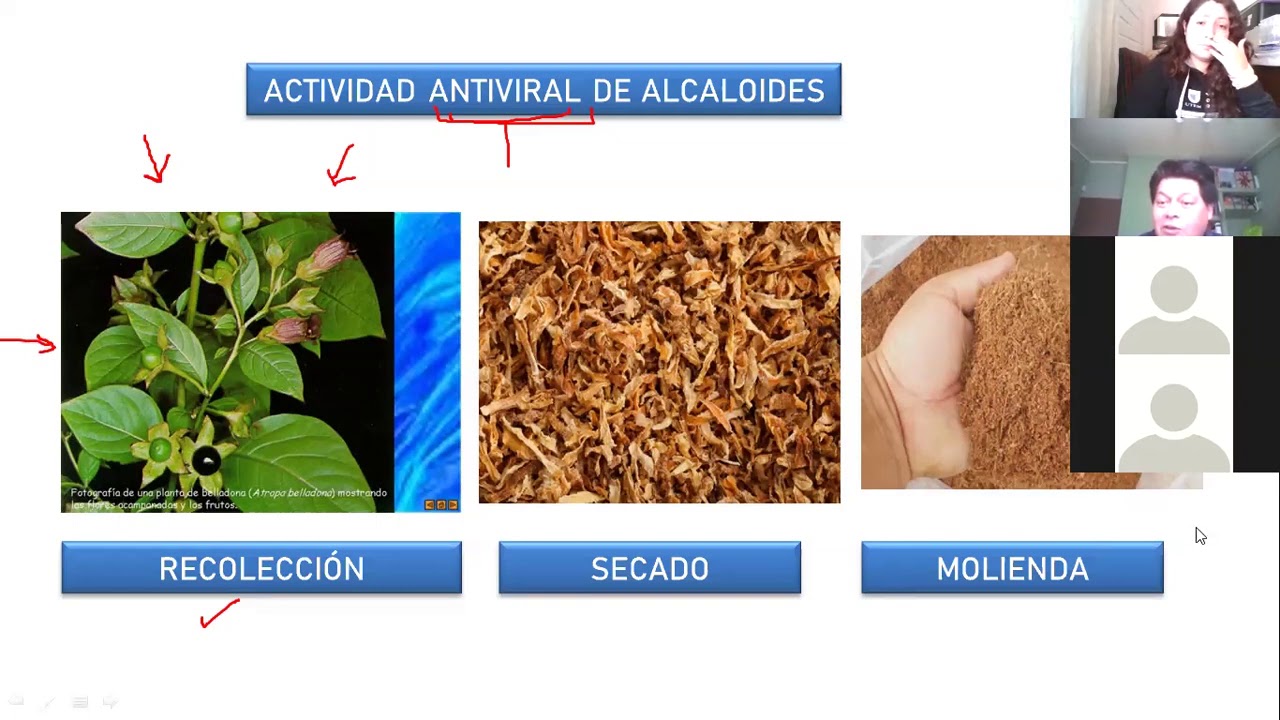 Descubre qué son los alcaloides, te sorprenderá
