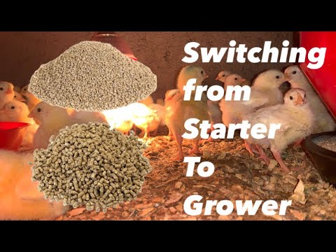 Broiler Chicken Feed Secrets:The Perfect Time and Method to Switch from Starter to Grower & Finisher