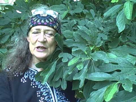 download lagu mp3 mp4 Dried Sassafras Leaves, download lagu Dried Sassafras Leaves gratis, unduh video klip Dried Sassafras Leaves