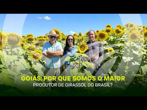 PRODUZ - EP. 81 | O SEGREDO DO GIRASSOL NA SAFRINHA: Tecnologia e Manejo na Sementes WB