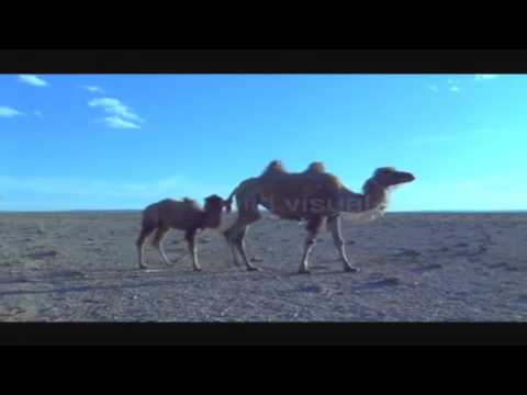 12 camels - hAmIdI prod. Mc Killah feat. rik2