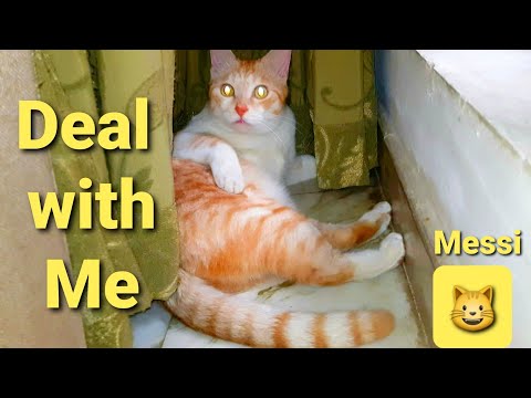 can the father cat be around his kitten? part 1