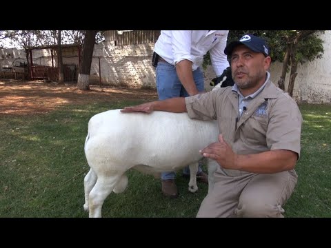 As a breeding sheep should be.