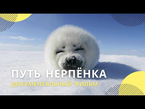 «Путь нерпенка» | Документальный фильм