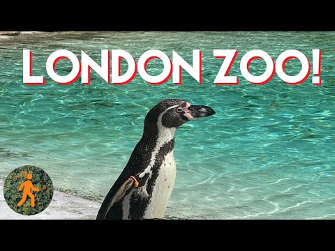 London Zoo in One Hour - Virtual HD Walk - Me at the Zoo