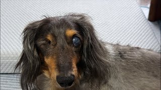 【喉痛いのでトーク少なめ】ネルくんとパパののんびりライブ🐶 | 作業や勉強、睡眠のおともに | 犬のいる暮らし