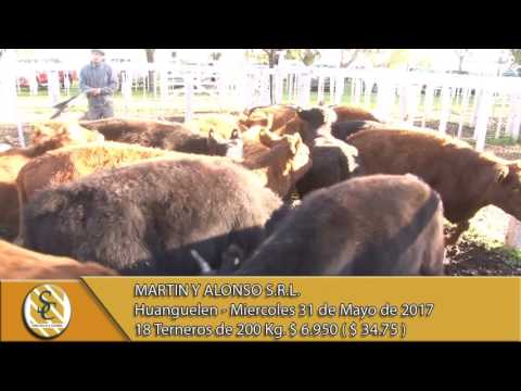 31-05-17 Venta de Machos - Martin y Alonso S.R.L. - Huanguelen.