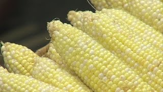Westminster Village, Ivy Tech hosted first ever Sweet Corn Harvest