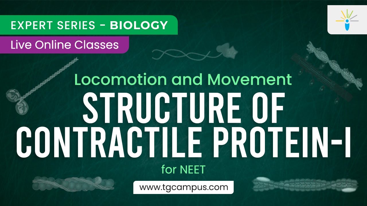 Structure of Contractile Protein-I | Locomotion and Movement | NEET | Biology - TG Campus