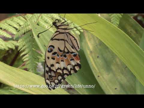 オナシアゲハの羽化　Emergence of Lime butterfly