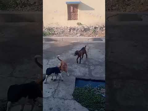 fighting time 😉😂😄😂 #ytshorts #play  #dog #goat