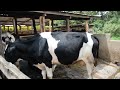 TEBATAI FARM FROM 1 COW TO 15