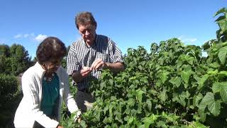 How our organic New Zealand orchard grows and harvests blackcurrants | Farm to Table
