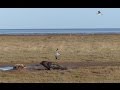 Grey Seals And Young Herring Gull At Donna Nook National Nature Reserve