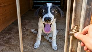 Stray Dog Changes Completely After Being Rescued