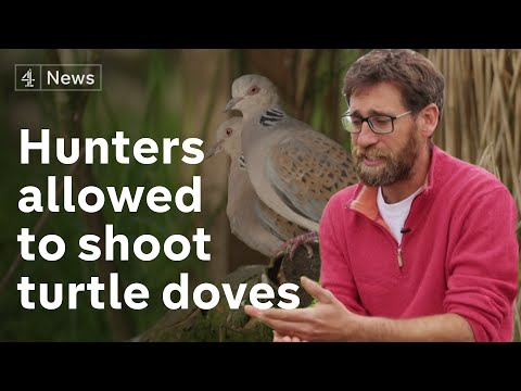 Hunters allowed to shoot extinction-threatened turtle doves