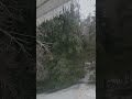 Tree break sounds like gun shot during ice storm #ice #storm #tree #snap