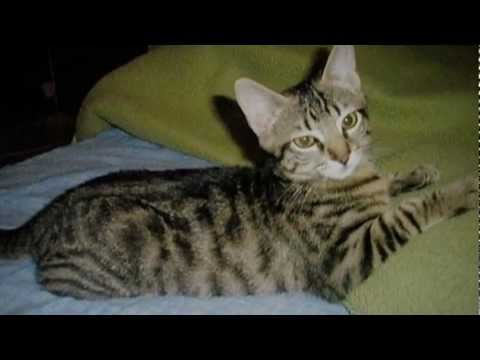 Every breath you take (sub-Cat)