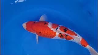 video van Ginrin Sanke GS-V24-0587