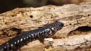 Slimy Salamander Sticky Situation