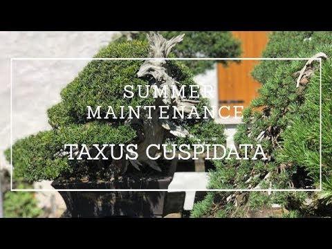 SUMMER MAINTENANCE TAXUS CUSPIDATA