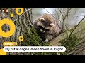 Dierenarts schiet verdovingspijltje in chillende wasbeer