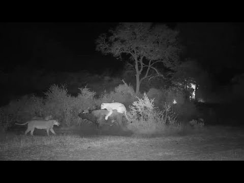 Djuma:  Sights and sounds with Lions, Hippo and Bufalo being hunted by Lions-Pt:2 - 20:58 - 08/02/19