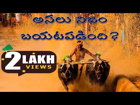 Kambala Jockey Srinivasa Gowda Record