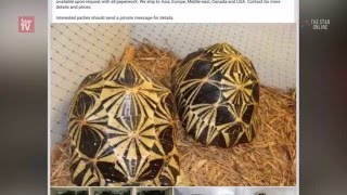 Hundreds of wild animals sold on FB