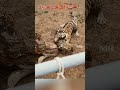 Tiger Cub Fights With Hyena Cub In Chinese Zoo