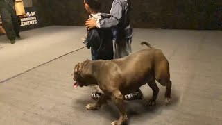 Giant pitbull protects young boys with amazing timing!! FULL