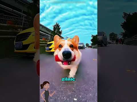 acest câine il urăște pe acest doctor