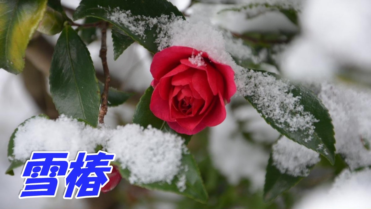 雪椿：小林幸子