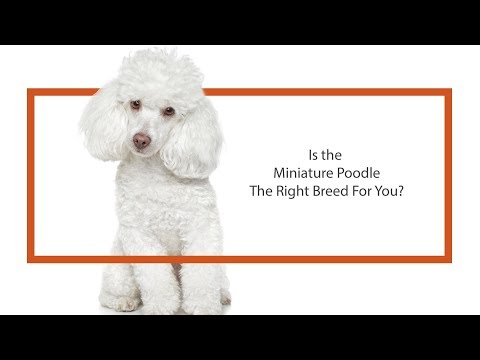 Miniature Poodle Breed Video
