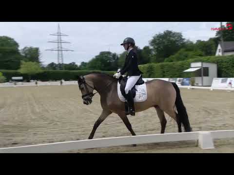 Great Again v. Golden Grey NRW/ A new Star I NRW mitHöchstnoten  (8,75) zum Bundeschampionat