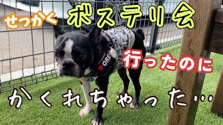 【ボステリ会💖】元気いっぱいのボステリに囲まれても…オレオらしさ全開でした😆@oreo_channel