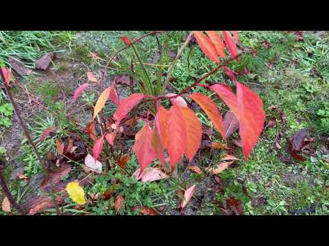 Autumn report from Beaumont NZ on 18 May 2023.