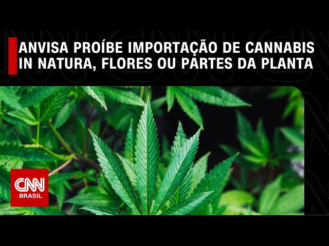 Anvisa proíbe importação de cannabis in natura, flores ou partes da planta | CNN NOVO DIA