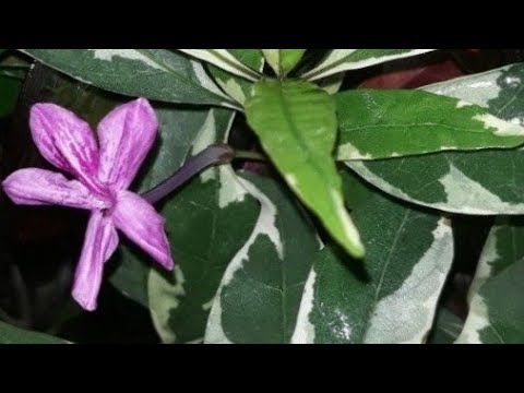 download lagu mp3 mp4 Barleria Purple Gem, download lagu Barleria Purple Gem gratis, unduh video klip Barleria Purple Gem